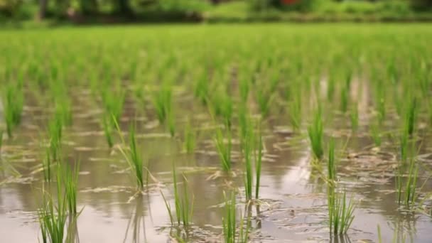 Green young rice field texture with the wind blowing, Green rice plants growing. — Stock Video