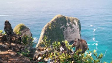 Arka plandaki Nusa Penida adasındaki Kelingking Sahili 'nde vahşi bir maymun oturuyor. Bali, Endonezya yakınlarındaki Balili hayvanlar. Beyaz kumdaki yüksek uçurumdan bak.