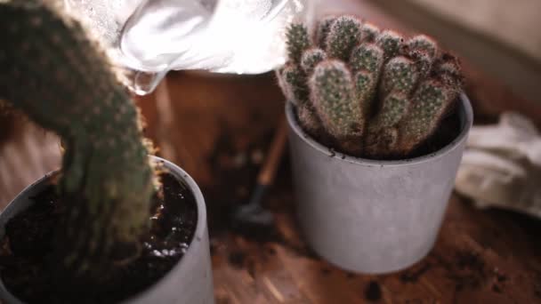 Las manos masculinas trasplantan la planta de cactus en una olla nueva y vierten agua de una jarra. Plantación de plantas domésticas en interiores. Las manos del hombre se colocan en una maceta. Cuarentena aislada — Vídeos de Stock