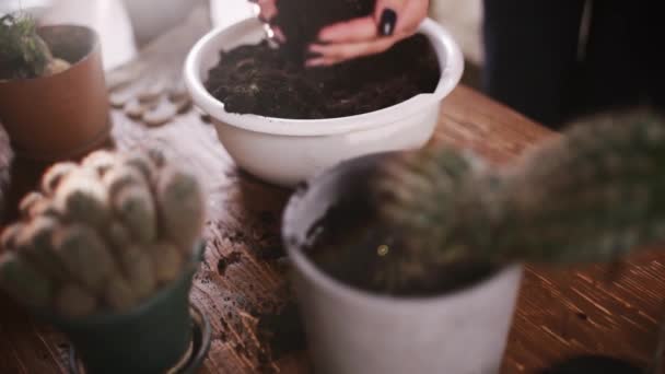 Womans handen transplanteren plant cactus in nieuwe pot. Binnenshuis planten planten. Handen van een vrouw die in de bloempot plant. Home Afzonderlijke quarantaine — Stockvideo