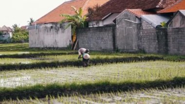 Bali. İndonezya. 14 Ocak 2020: pirinç tarlasında çalışan iki yerli adam.