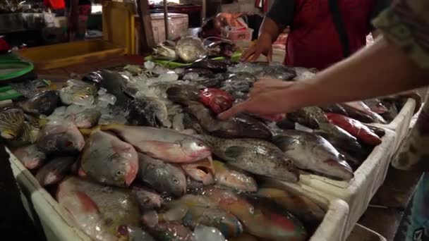 Un pescadero que muestre el pescado fresco en el mercado de pescado. El pescadero muestra pescado fresco para garantizar la calidad y la bondad de su producto. Concepto: Dieta, cocina mediterránea, mercado de pescado, alimentos saludables — Vídeo de stock