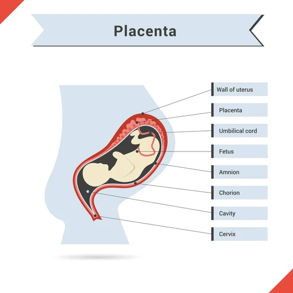 Infografica con feto dell'utero — Vettoriale Stock