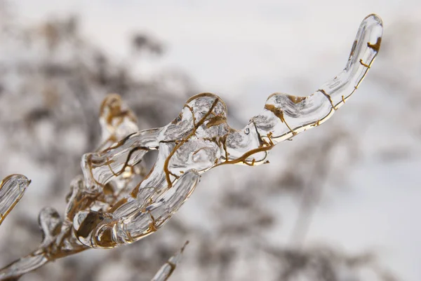 Branch of plant in the ice. Snowy winter landscape — Stock Photo, Image