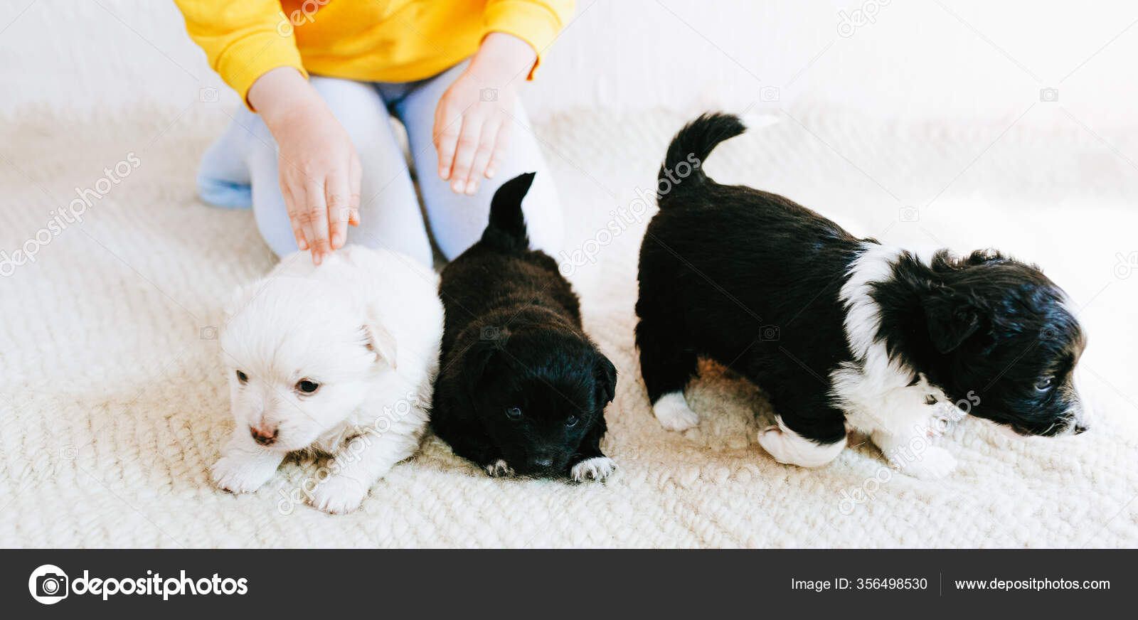 Imagem Horizontal Criança Brincando Casa Com Cães Pequenos Menina Preocupa  — Foto © iuricazac #356498530, image size:1600x872