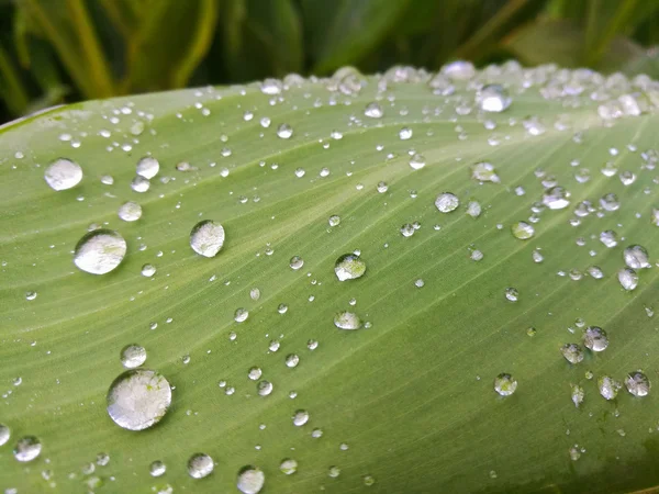 Una hoja verde — Foto de Stock