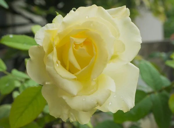 Portre sarı damla ile yükseldi