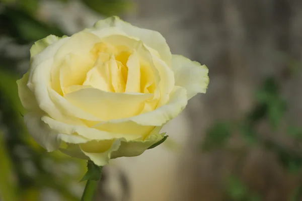 Nahaufnahme gelb rosa, Hintergrund verschwimmen — Stockfoto