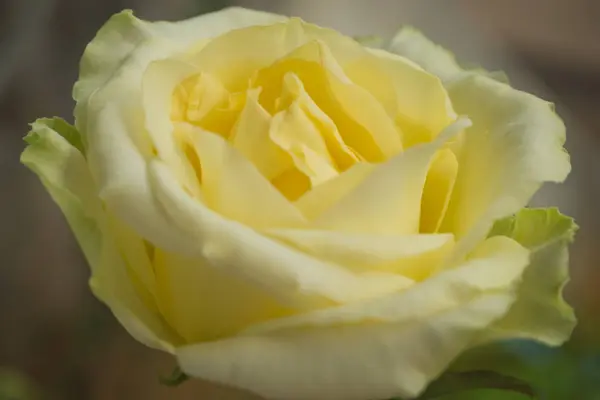 Nahaufnahme gelber Verlauf weiße Rose — Stockfoto