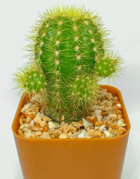 Kaktüs çakıl kahverengi tencerede