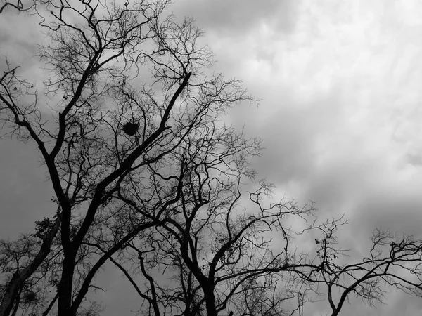 Siluet ölü ağaç şube