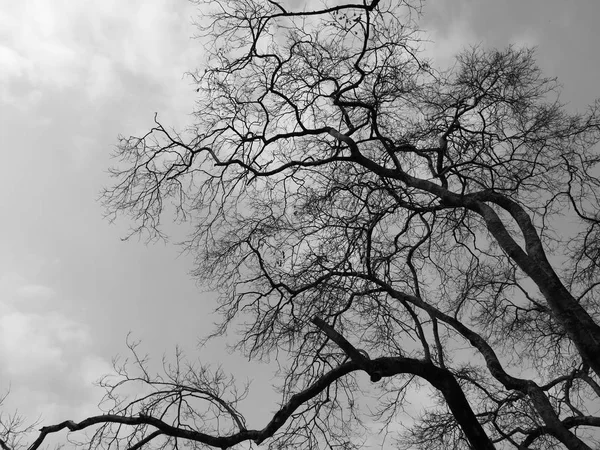 SilHouette branch dead tree — Stock Photo, Image