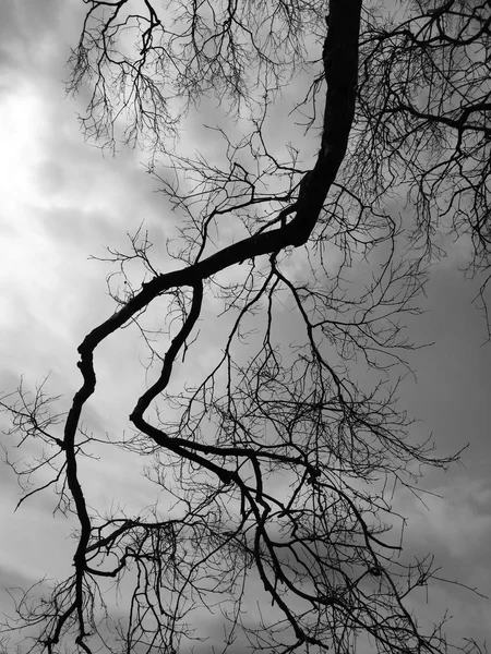 SilHouette branch dead tree — Stock Photo, Image