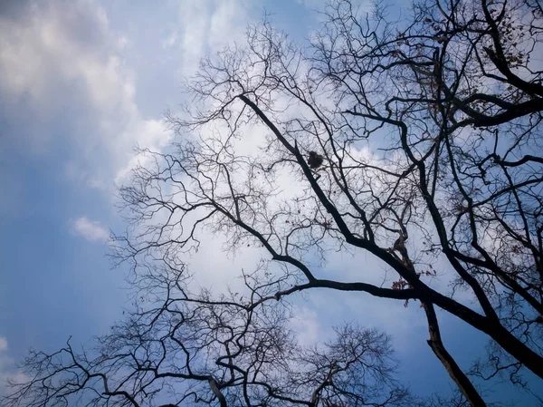 Silhouette  branch dead tree — Stock Photo, Image