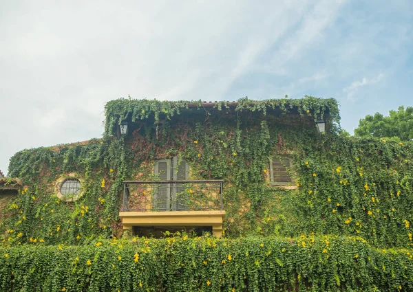 Çiçek Ivy ile eski ev