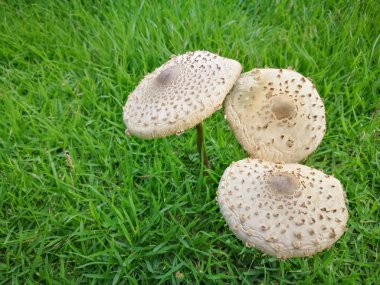 Sihirli mantar (Psilocybe cubensis)