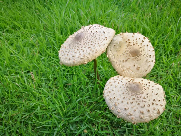 Sihirli mantar (Psilocybe cubensis)