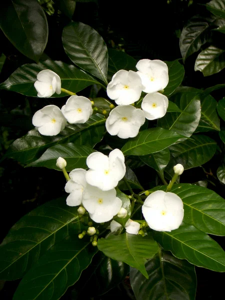 Красивый белый цветок гардении в саду — стоковое фото