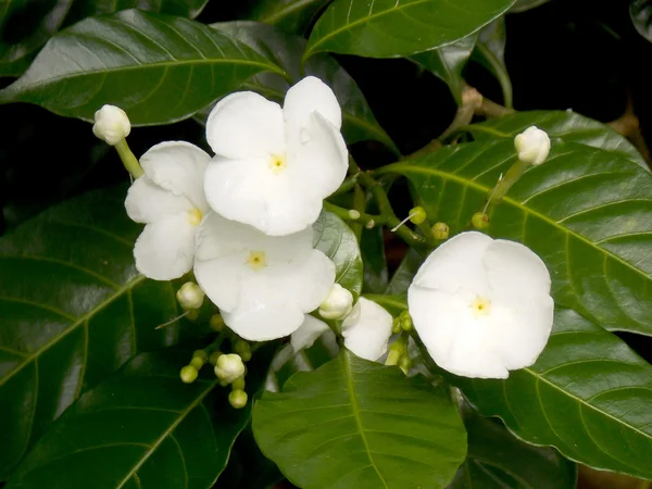 Kaunis valkoinen gardenia kukka puutarhassa — kuvapankkivalokuva