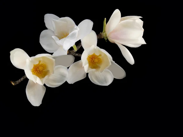 Beautiful white magnolia flower on black background