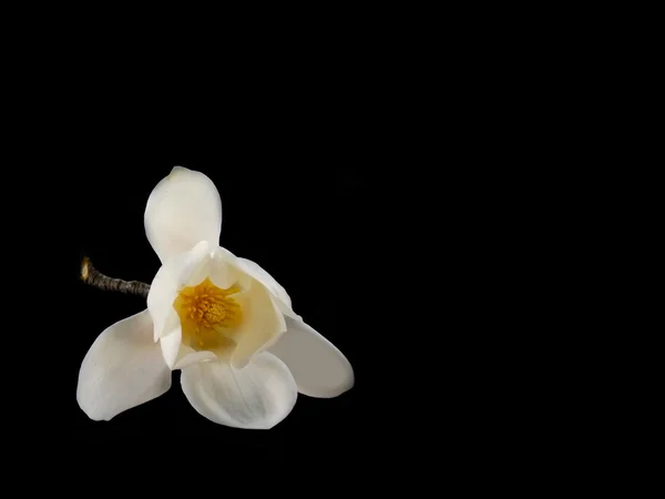 Hermosa flor de magnolia blanca sobre fondo negro —  Fotos de Stock