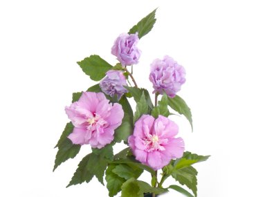 Beyaz arka plan üzerinde güzel mor hibiscus çiçek