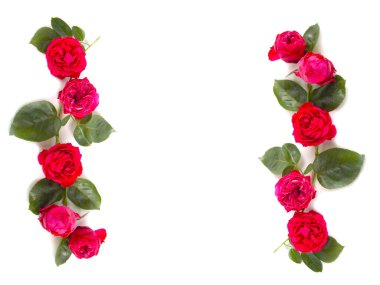 Beyaz arkaplanda güzel kırmızı bir gül 