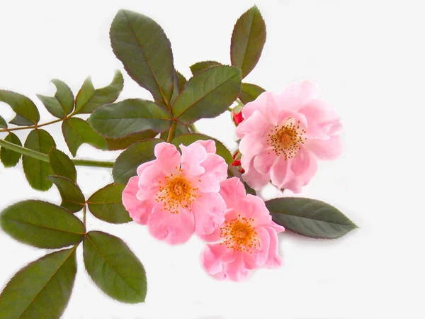 Bella rosa rosa inglese su sfondo bianco — Foto Stock