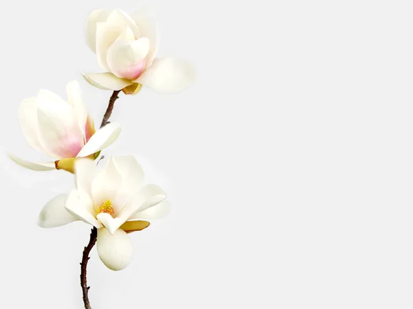 Linda flor de magnólia branca no fundo branco — Fotografia de Stock