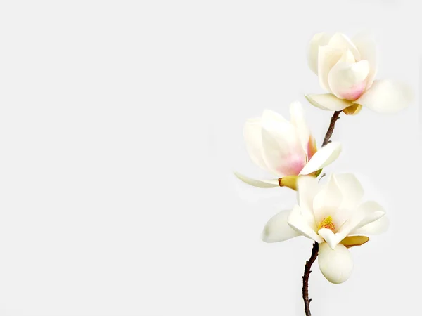 Όμορφη λευκή μανόλια λουλούδι σε λευκό φόντο — Φωτογραφία Αρχείου