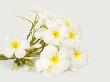 Beyaz arka plan üzerinde güzel tropikal frangipani çiçek 