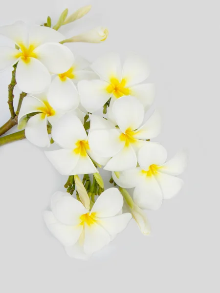 Piękny frangipani tropikalny kwiat na białym tle — Zdjęcie stockowe