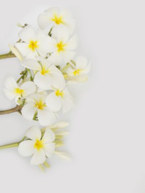 Beyaz arka plan üzerinde güzel tropikal frangipani çiçek 