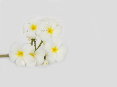 Beyaz arka plan üzerinde güzel tropikal frangipani çiçek 