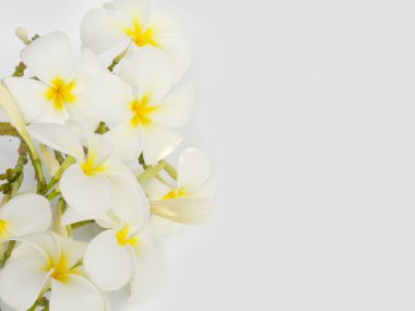 Beyaz arka plan üzerinde güzel tropikal frangipani çiçek 