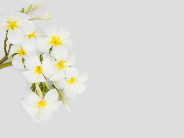 Beyaz arka plan üzerinde güzel tropikal frangipani çiçek 