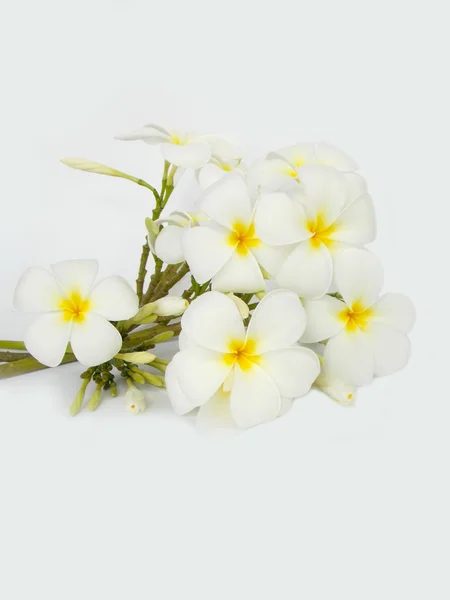 Hermosa flor de frangipani tropical sobre fondo blanco — Foto de Stock