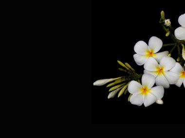 Güzel beyaz tropikal frangipani çiçek siyah arka plan üzerine