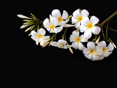 Güzel beyaz tropikal frangipani çiçek siyah arka plan üzerine