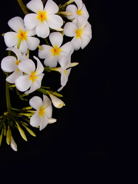 Piękny biały frangipani tropikalny kwiat na czarnym tle — Zdjęcie stockowe