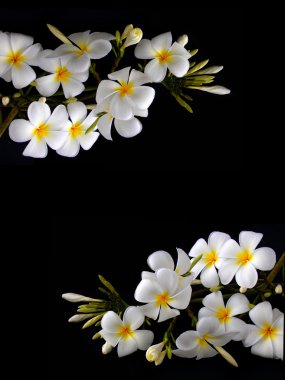Güzel beyaz tropikal frangipani çiçek siyah arka plan üzerine