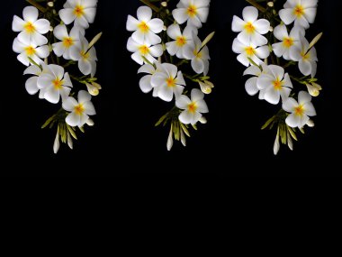 Beyaz arka plan üzerinde küçük tencerede yeşil etli bitki