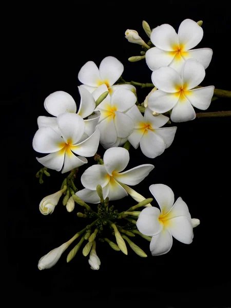 Krásné bílé tropického keře květin na černém pozadí — Stock fotografie