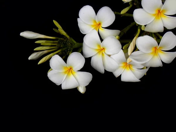 Güzel beyaz tropikal frangipani çiçek siyah arka plan üzerine — Stok fotoğraf