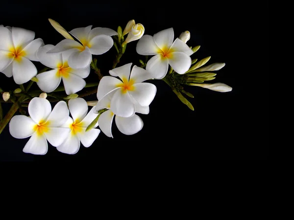 Piękny biały frangipani tropikalny kwiat na czarnym tle — Zdjęcie stockowe