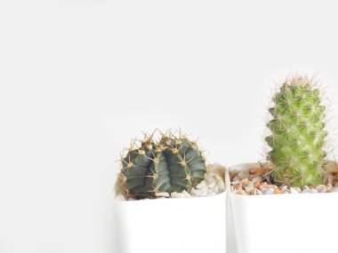 Beyaz arka plan üzerinde küçük tencerede yeşil etli bitki