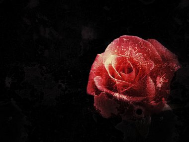 Antika arka plan üzerinde güzel gül çiçek