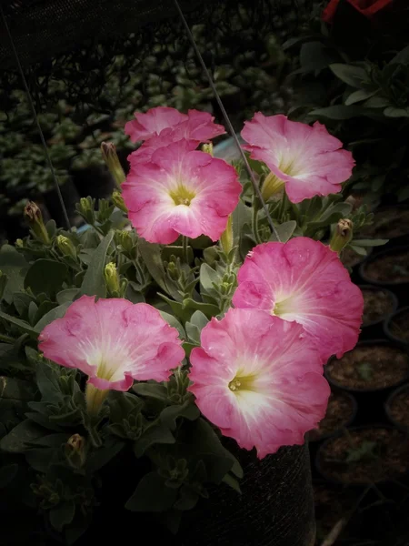 Mooie roze bloem op vintage achtergrond — Stockfoto