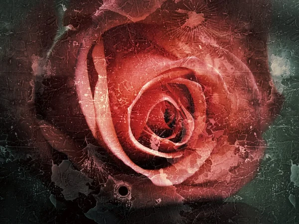 Hermosa flor de rosa sobre fondo vintage — Foto de Stock