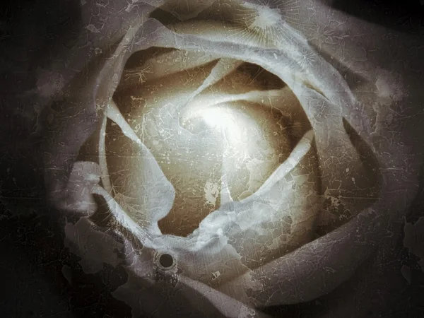 Όμορφο τριαντάφυλλο εκλεκτής ποιότητας φόντο — Φωτογραφία Αρχείου